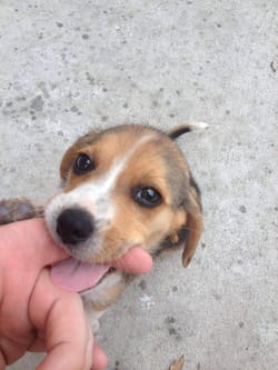 Training My Aggressive Dog Not to Bite Me