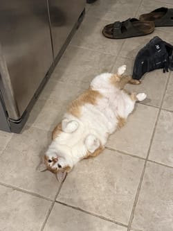 My adorable cat Bill