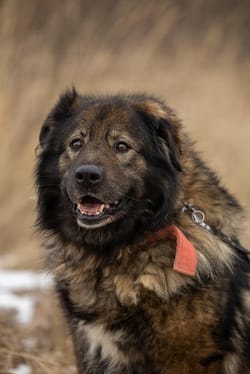 Adoption before and after