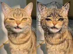 Life in Los Angeles is sketchy