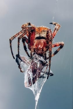 I made a Silksong-inspired building in Blender