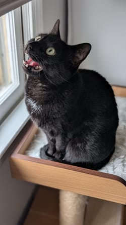 Woman with a weird aversion to doves