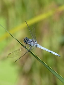 Power packs will definitely make a difference in Q3 earnings