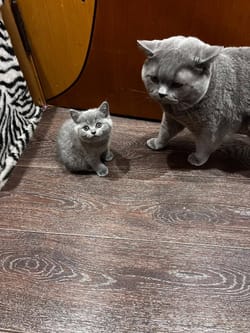 Free trial period was ridiculously short