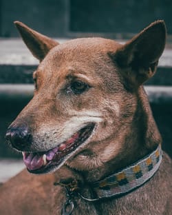stray prefers cozy garage over snow and cold
