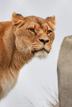 Dhurandhar vs animal behavior among female viewers