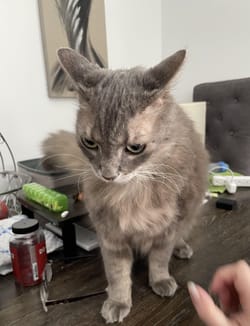 I braved a blizzard just to bring home the leftovers