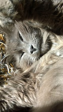 I survived 9 years of chemotherapy only to discover I didn't need it