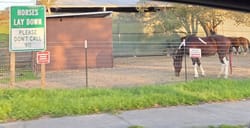 Horses lying down are usually not emergencies call the vet instead