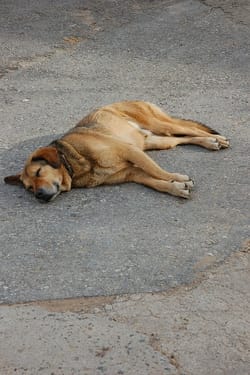 The secret to living longer revealed: its surprising link to sleep.