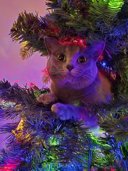 My girlfriend just got matched with a fake celebrity lookalike on Facebook