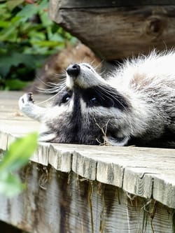 Trump wakes up from power nap