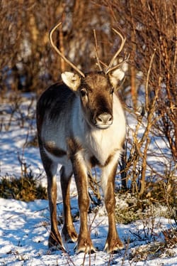 Male reindeer do grow antlers but only after puberty