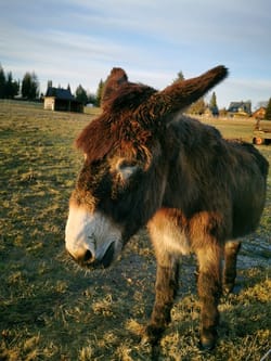 The mysterious hermit who lives in the woods with his strange group of companions