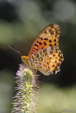"ತೆಲುಗು, ಮಳಯಾಲಂ, ಕನ್ನಡದಲ್ಲಿ 4 ಪೀಟರ್‌ಗಳ ಸ್ಟಾರ್ಸ್"