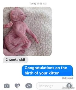 new kitten arrives at home