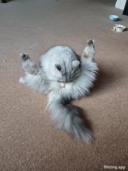 Can anyone tell me what yoga pose this is