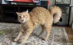 My dog's vet has been suspiciously aggressive towards me