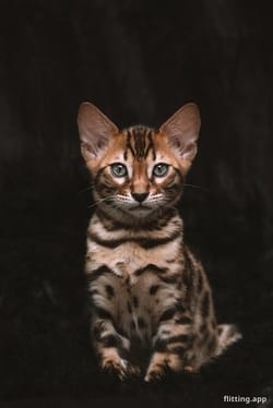 My cat's toes smell suspiciously like popcorn