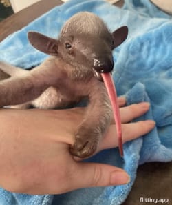 Mom lets me climb her but won't let me drink from the baby bottle