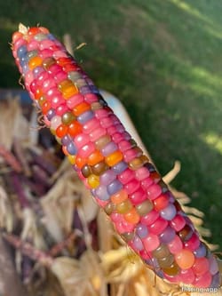 Rarest edible corn with a stunning jewel-like glass body