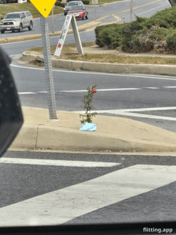 Some guy is taking a weed to new heights