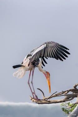 Microsoft is making a big bet on India with a $17.5 billion investment