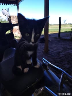 My tiny companion thinks I'm his new owner