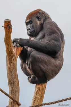 Teenage monkey died quickly