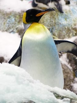 Would penguins save my life if I got stranded in an Antarctic storm?