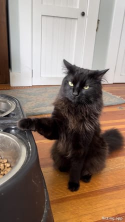 I just told my roommate to stop eating his own dog's leftovers