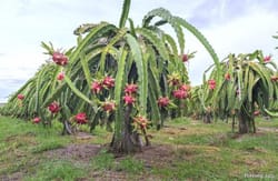 Dragon Fruit Tree is Totally Insane