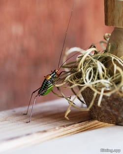 "बने दुनिया की सबसे अच्छी क्रिकेट खिलाड़ियों की सूची अब अद्यतन हुई है"