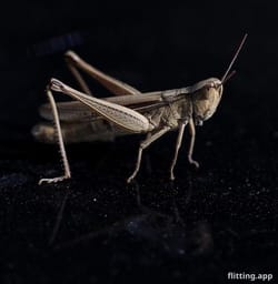 "अफ्रीकी क्रिकेट में बोलबाला है: 'क्रिकेट नेगरिको बनेगा'"
"Burundi की आधिकारिक आईसीसी सदस्यता के साथ, एशिया के पहले टेस्ट क्रिकेटर भारतीय पूर्व कोच पाकिस्तानी संभालेंगे।