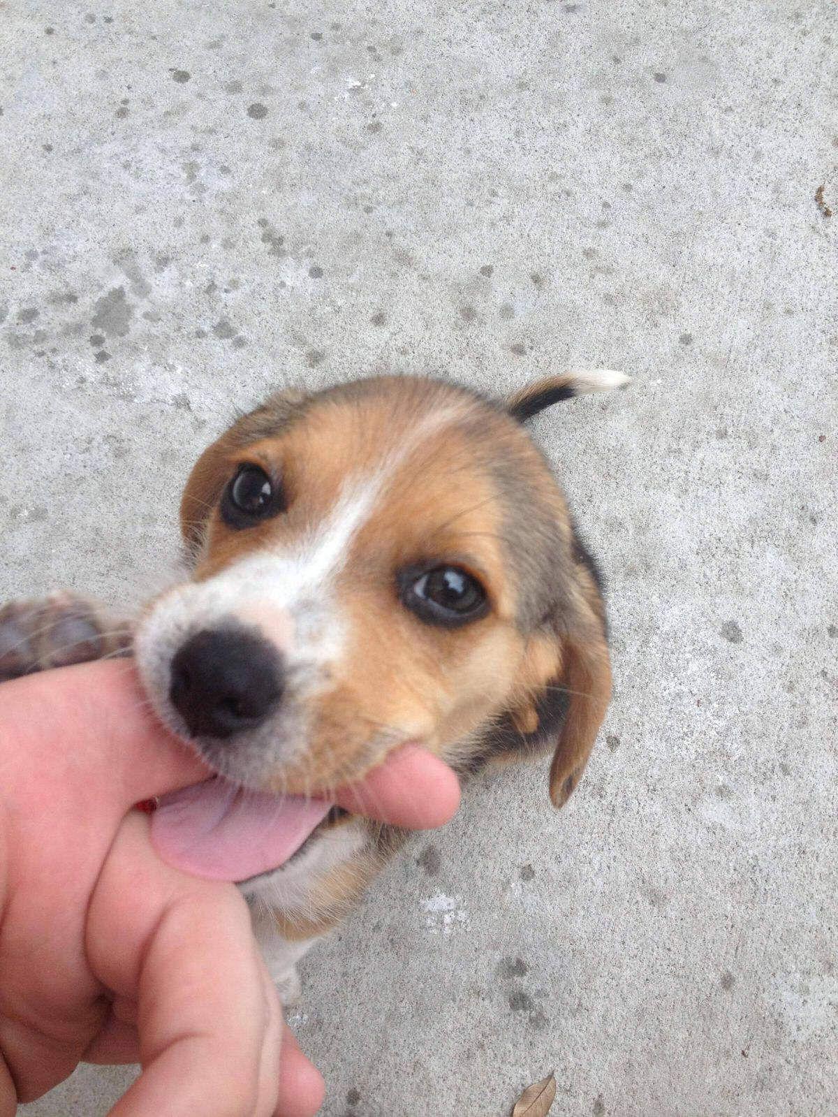 Training My Aggressive Dog Not to Bite Me