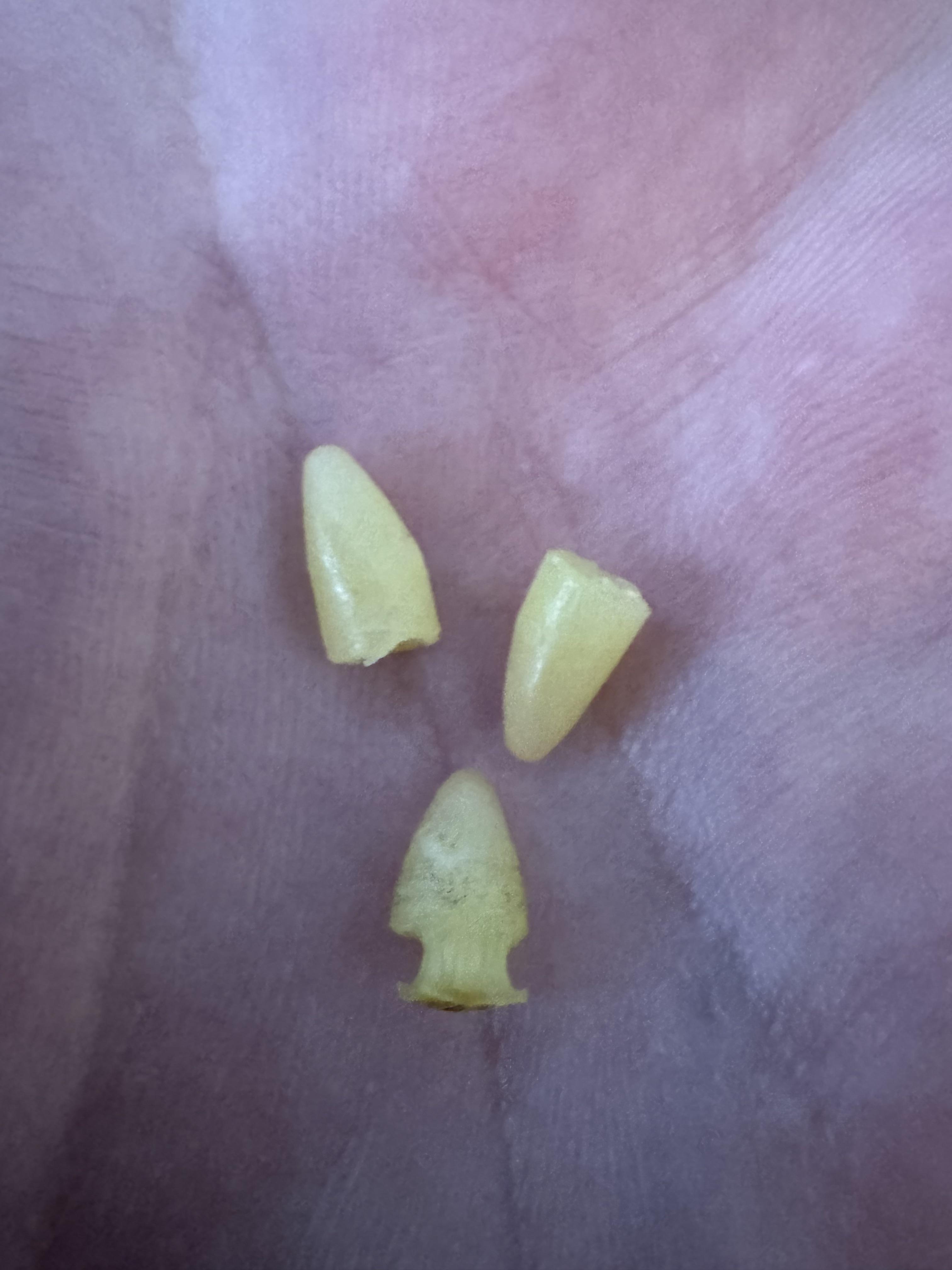 found hundreds of tiny plastic cones everywhere