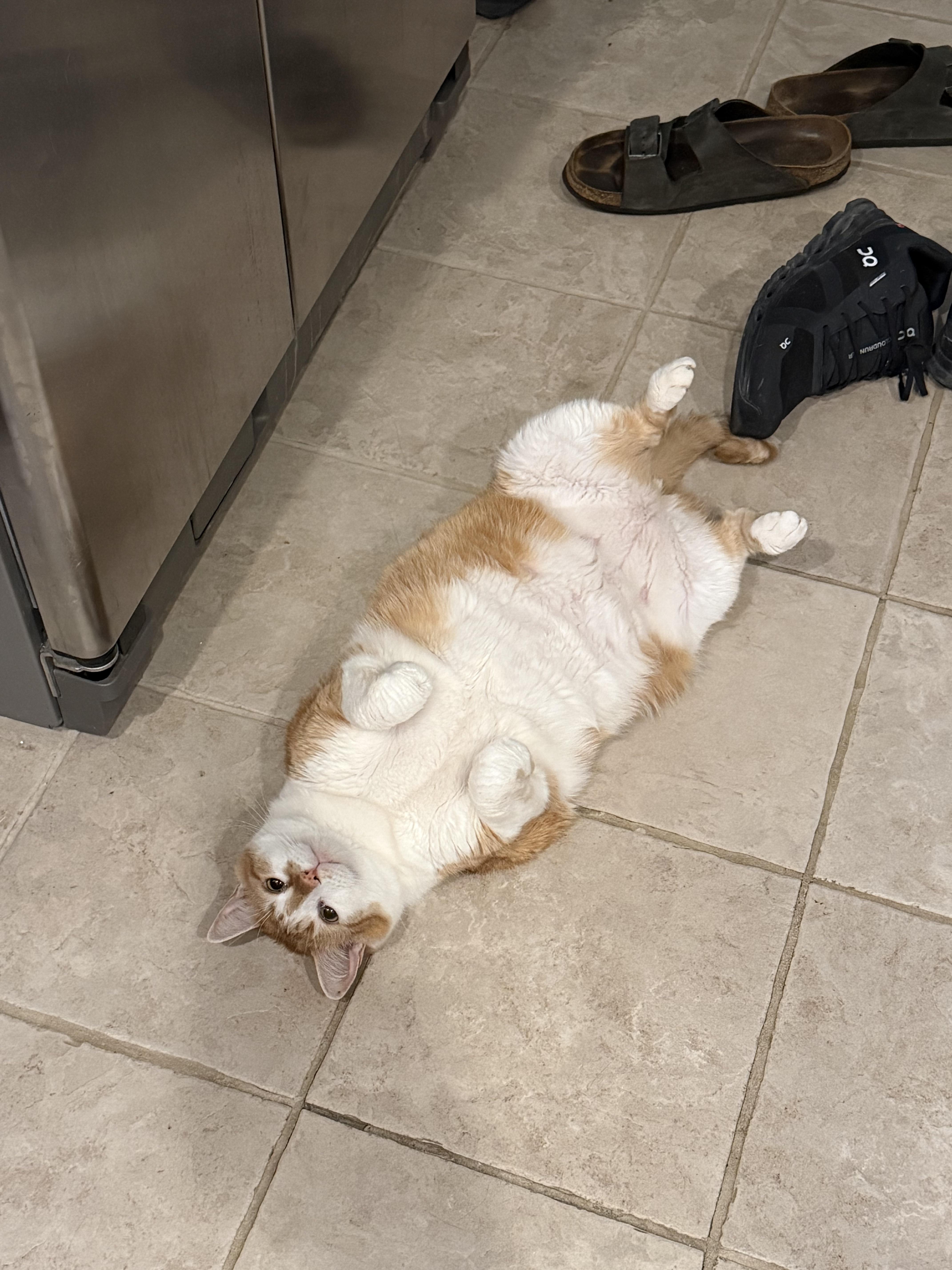 My adorable cat Bill