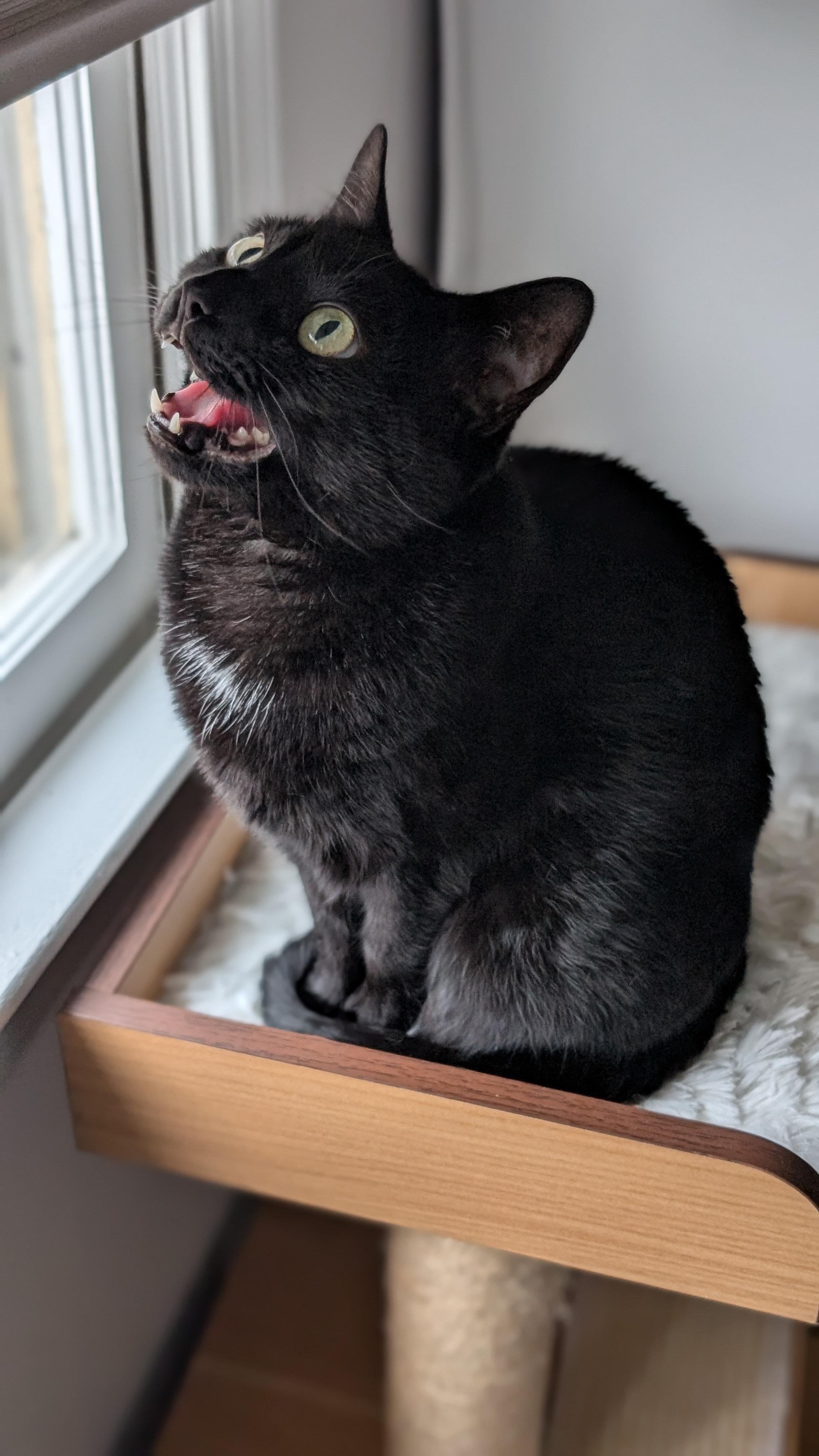 Woman with a weird aversion to doves