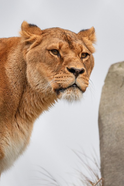 Dhurandhar vs animal behavior among female viewers