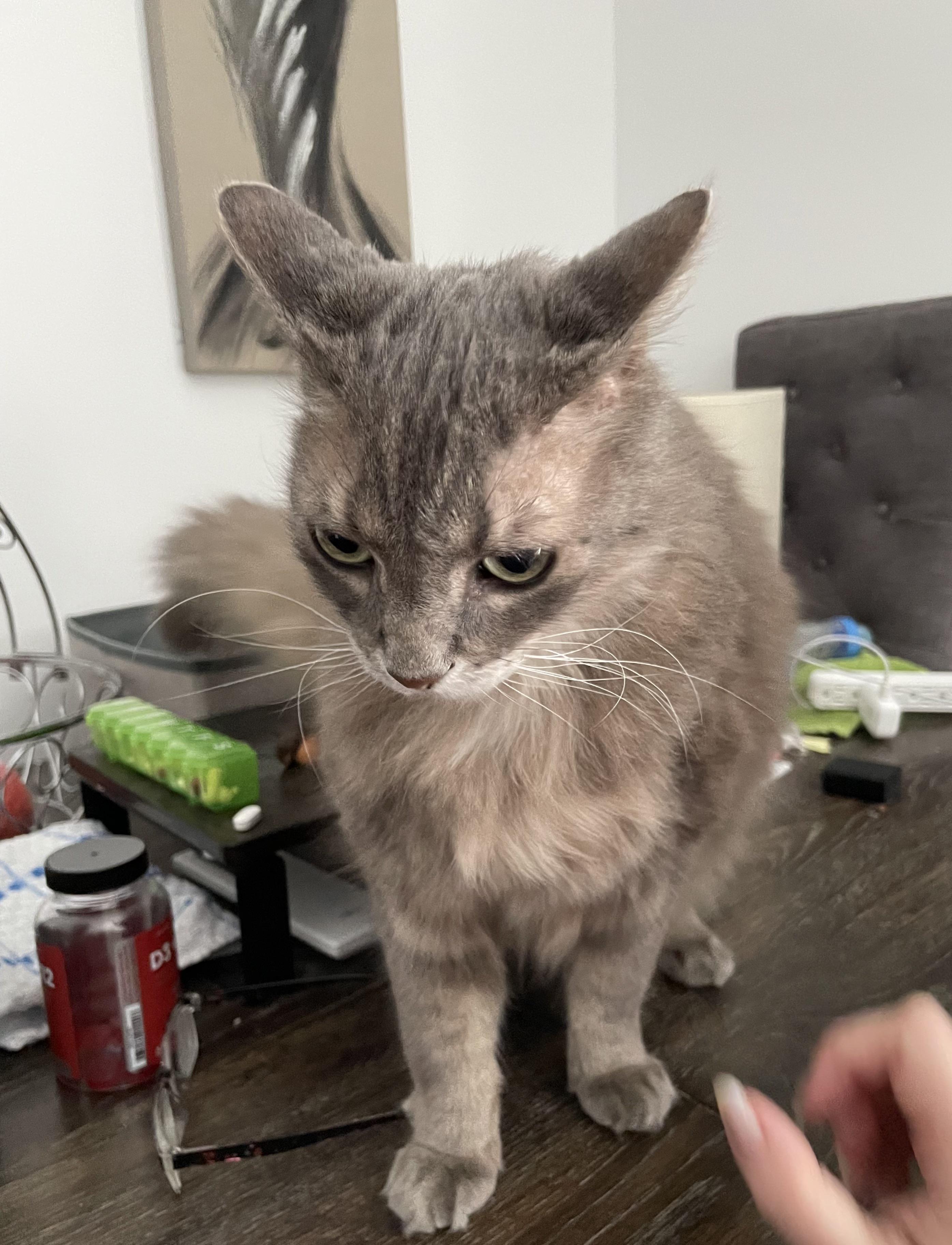 I braved a blizzard just to bring home the leftovers