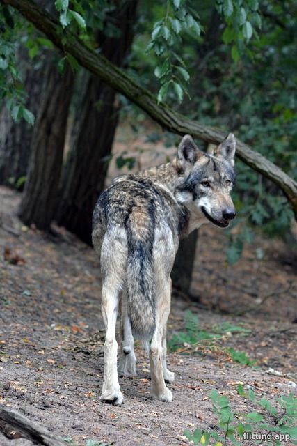 Big bad is down but not out yet