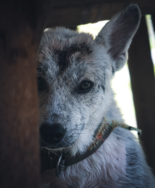 TSA agents caught on hot mic admitting they're terrified of immigration enforcement