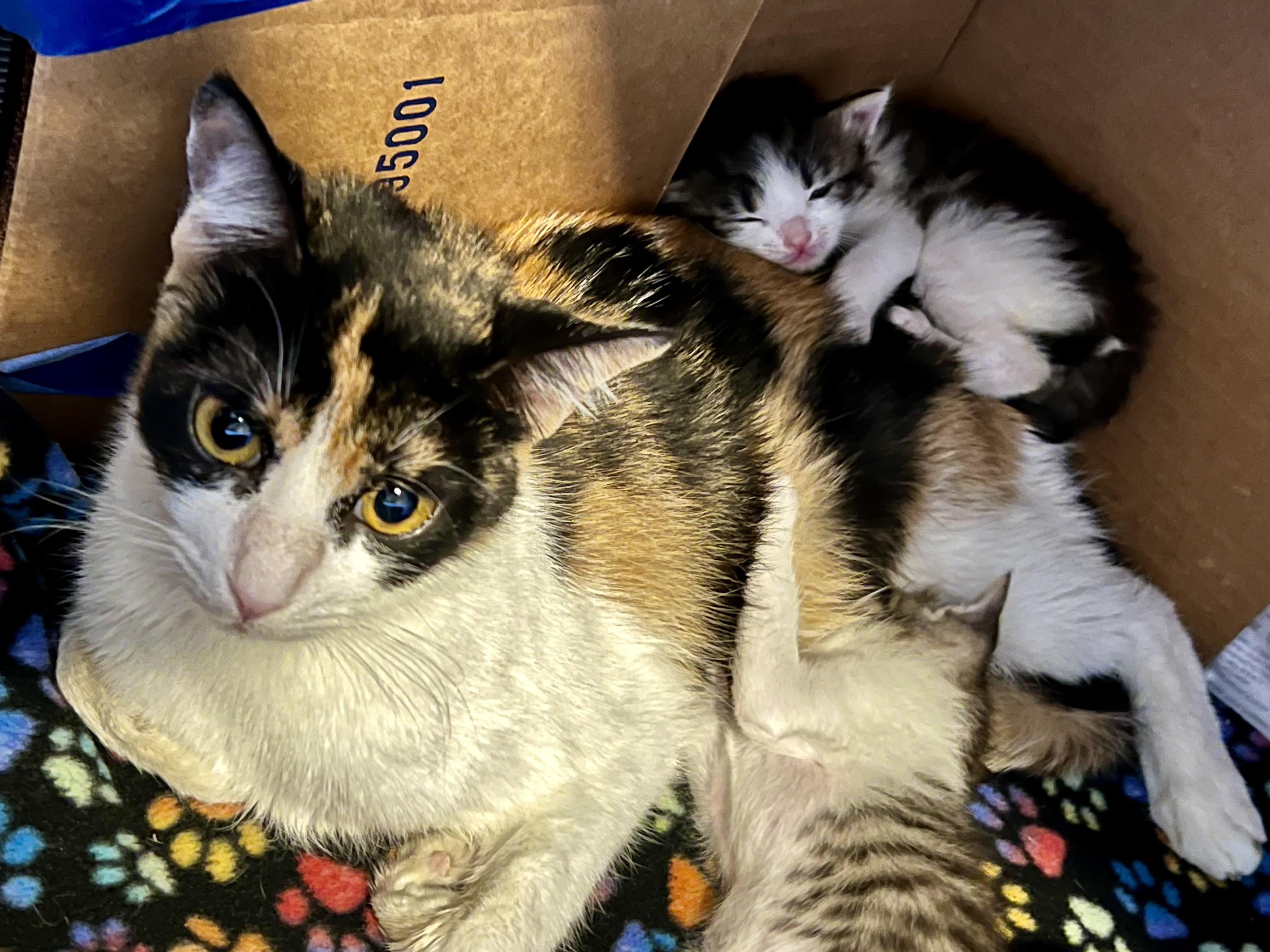 Parenting gone too far