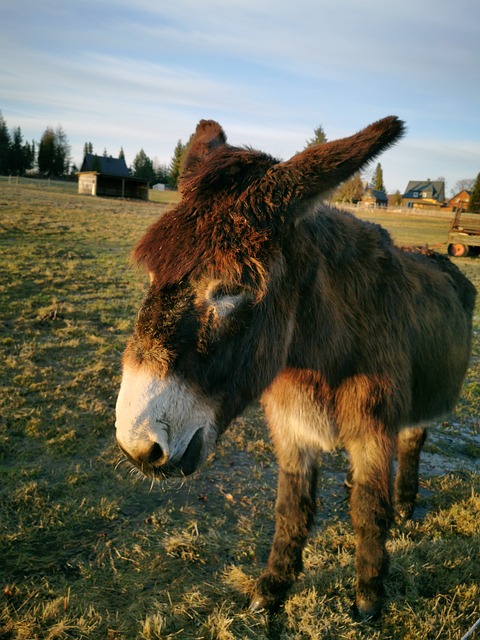 The mysterious hermit who lives in the woods with his strange group of companions