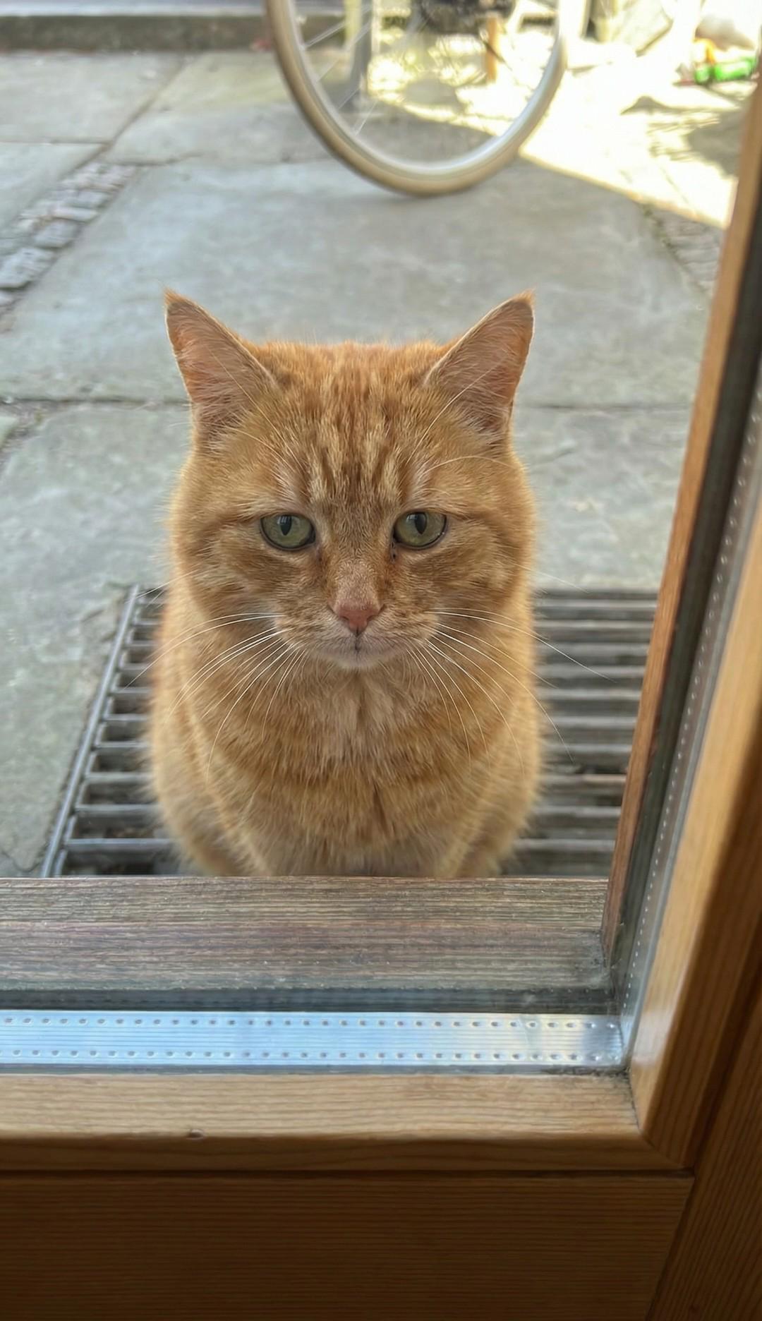 Our neighbor's cat is struggling with dementia and can't remember its life outside our home