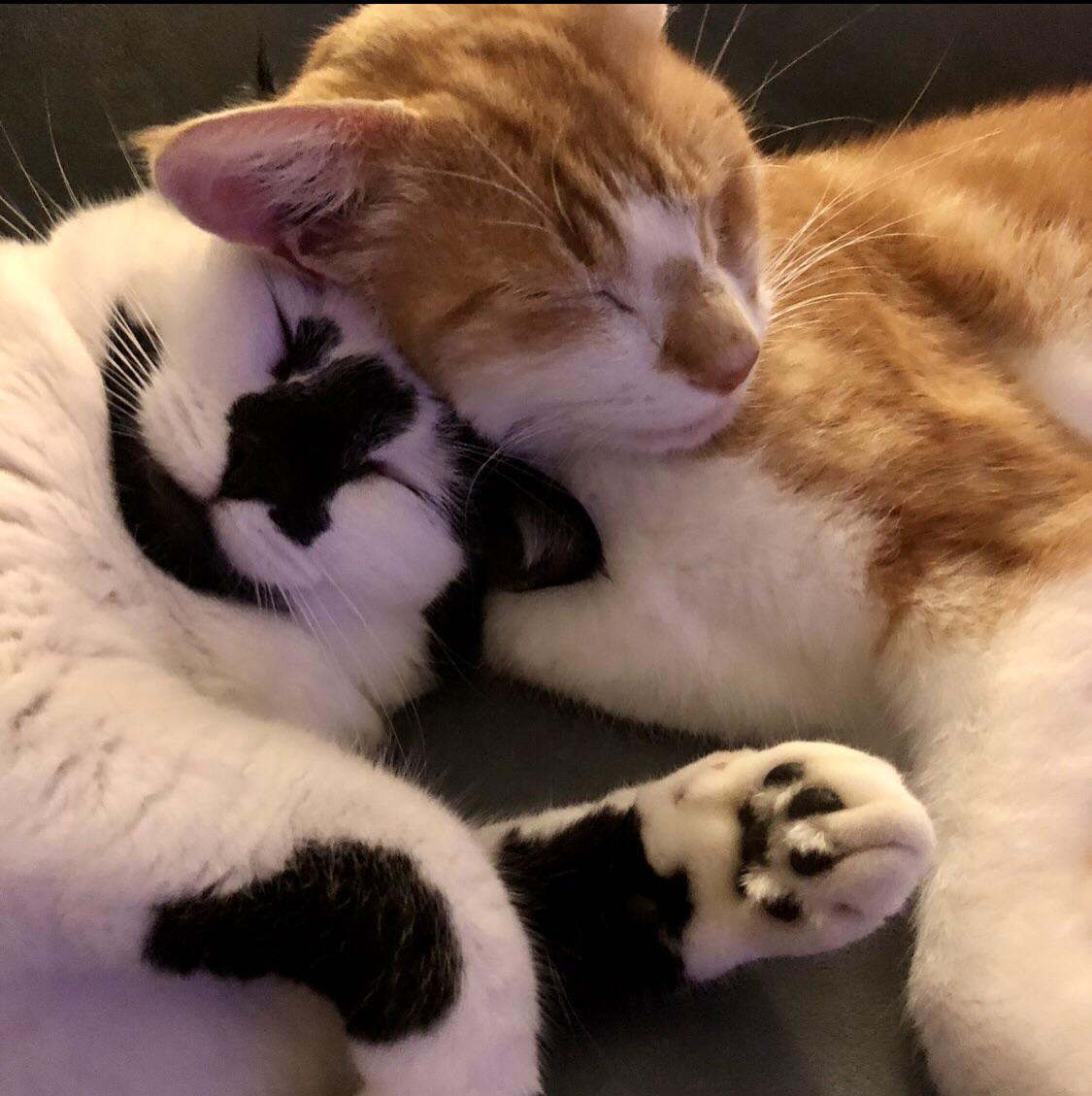 Just got ghosted by someone who's decided to choose their cats over me after only three weeks together