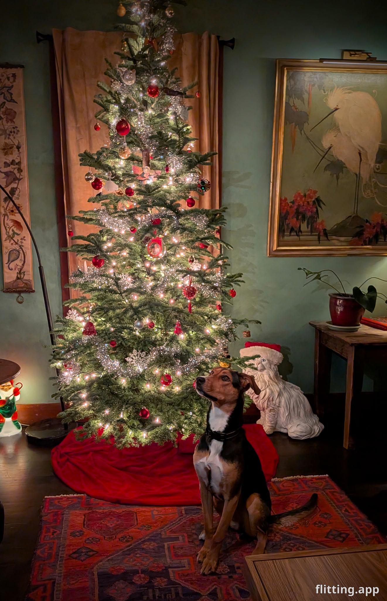 Our first Christmas in a new home with a furry little friend