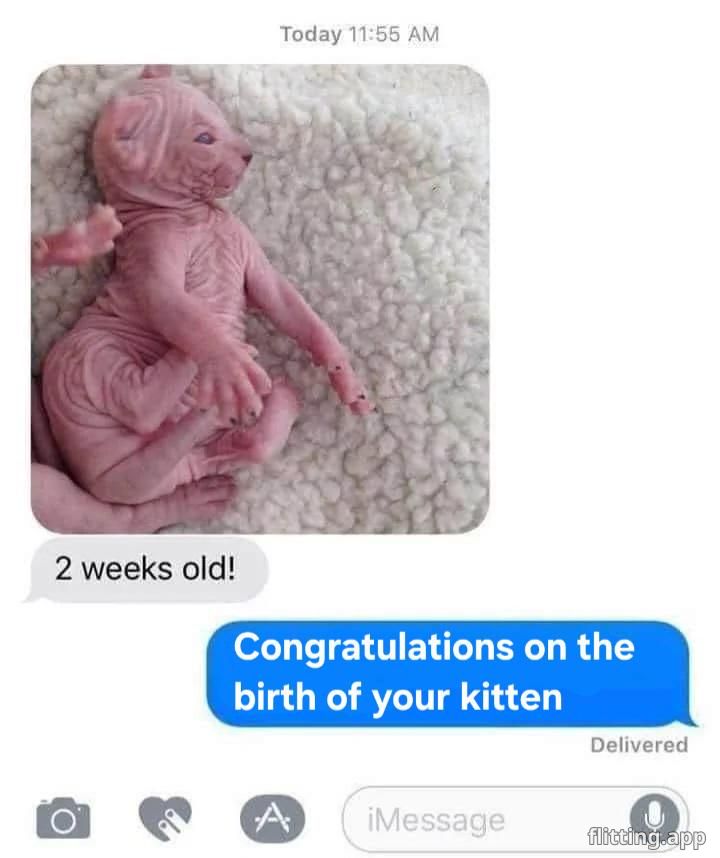 new kitten arrives at home