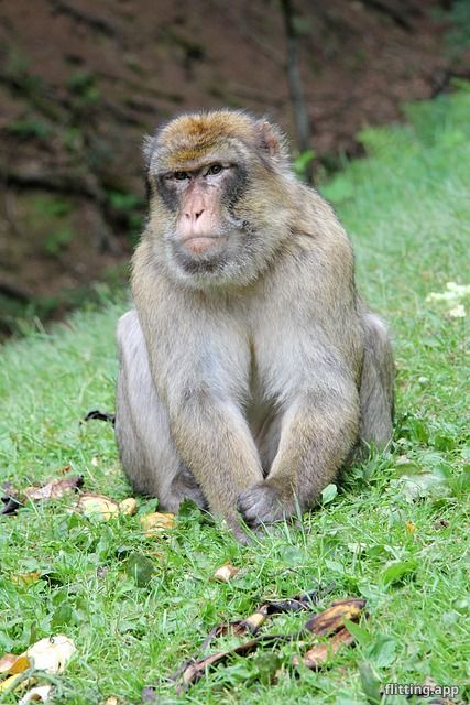 Trump's meltdown sparks chaotic Fox News broadcast