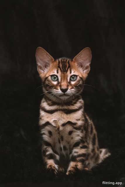 My cat's toes smell suspiciously like popcorn